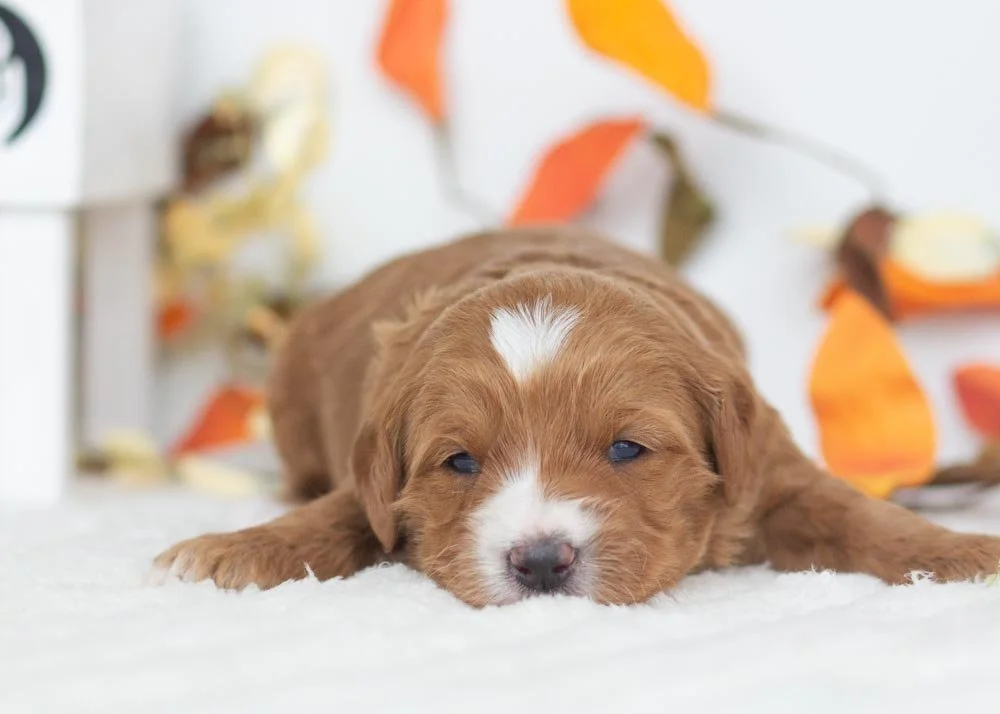 Sprinkle Goldendoodle for sale(1).jpg
