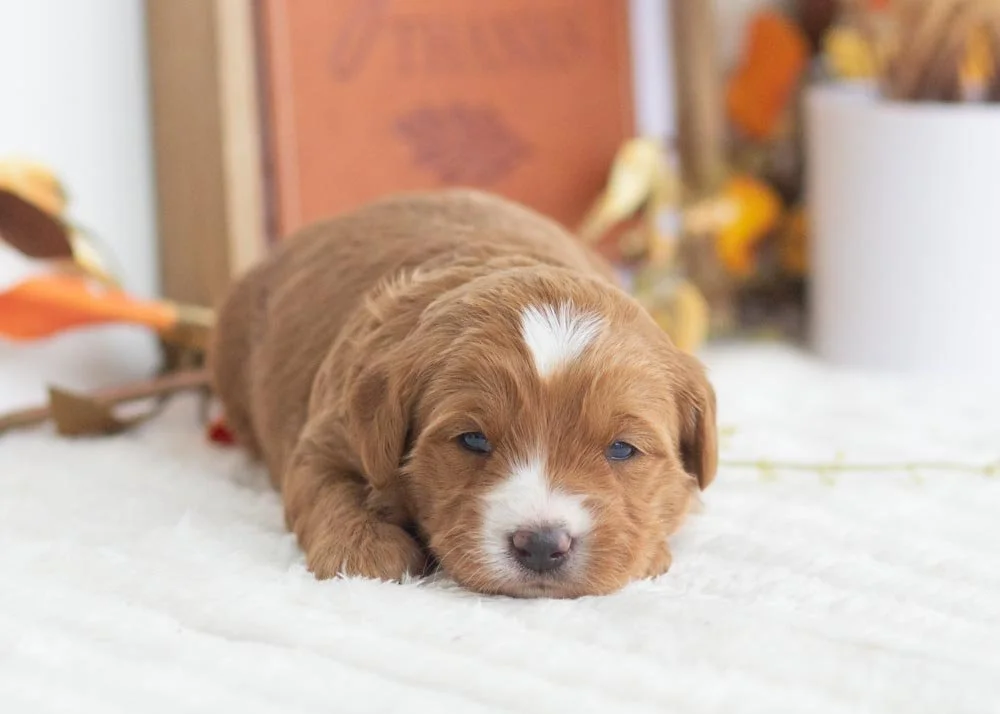 Sprinkle Goldendoodle for sale(2).jpg