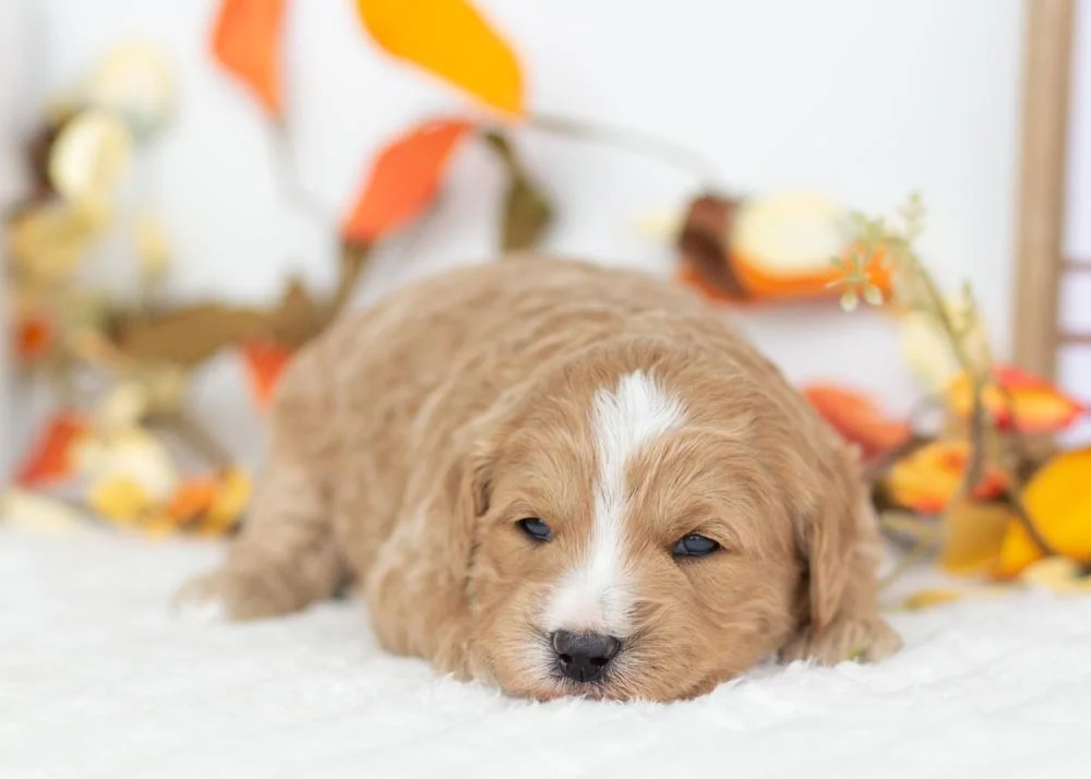 Starlight Goldendoodle for sale(2).jpg