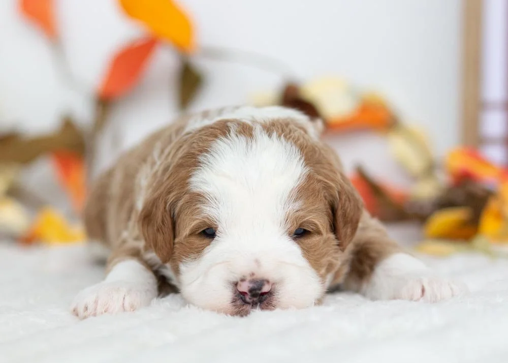 Snowman Goldendoodle for sale(1).jpg