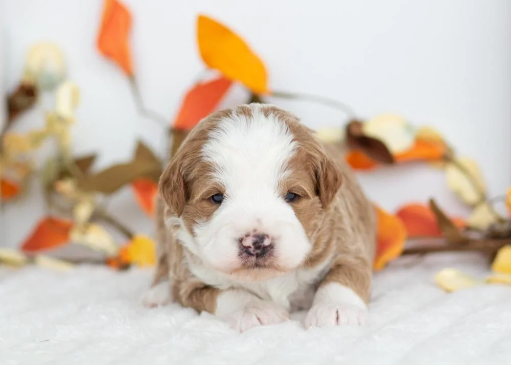 Snowman Goldendoodle for sale(2).jpg