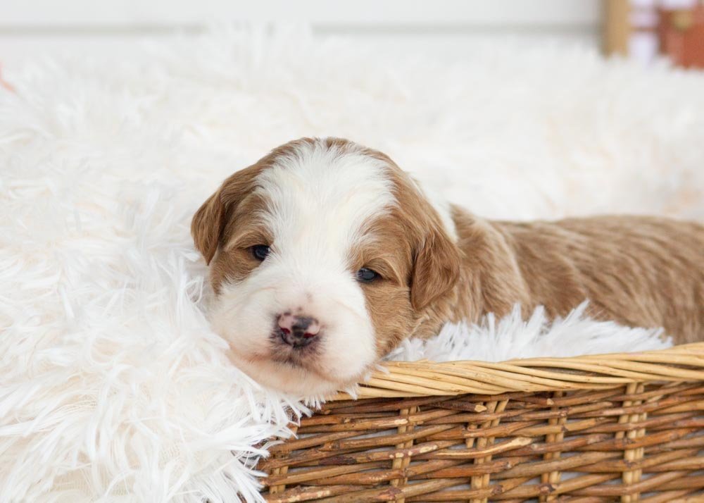 Snowman Goldendoodle for sale.jpg