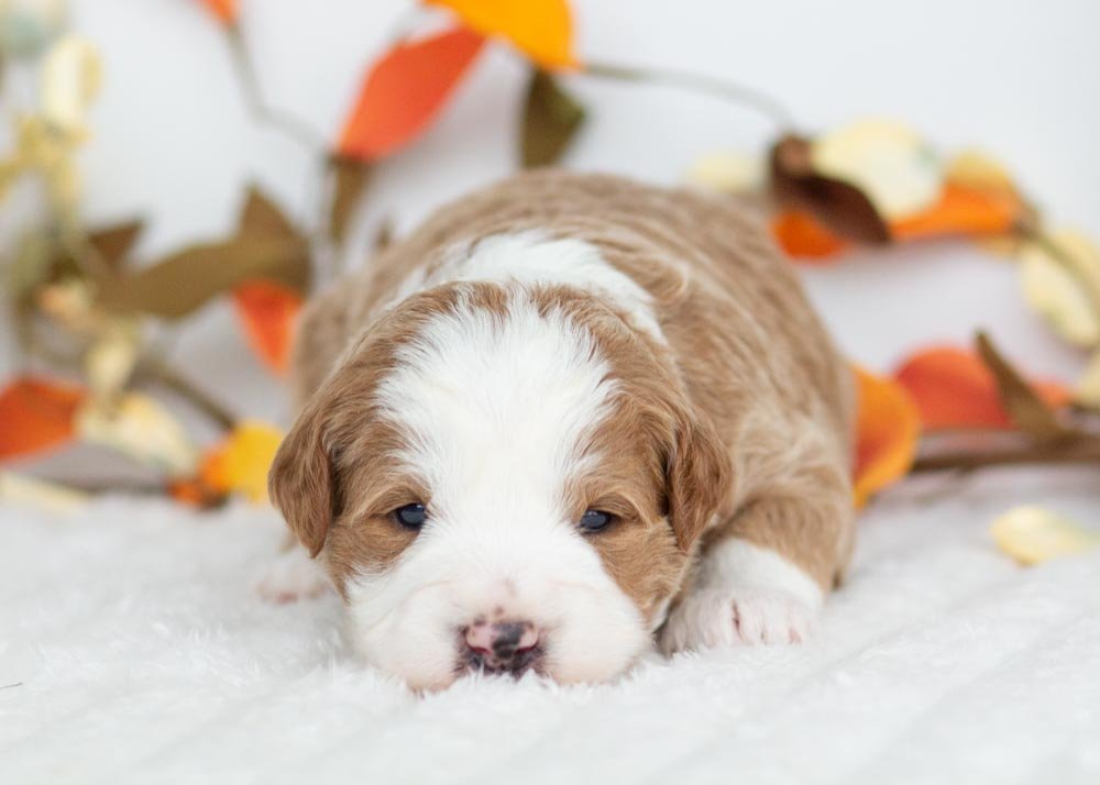 Snowman Goldendoodle for sale(3).jpg
