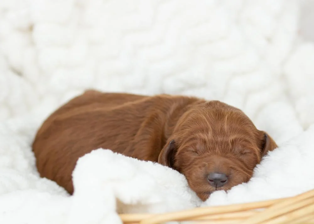Cindy Lou Goldendoodle for sale.jpg
