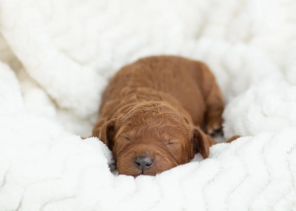 Martha May Goldendoodle for sale.jpg