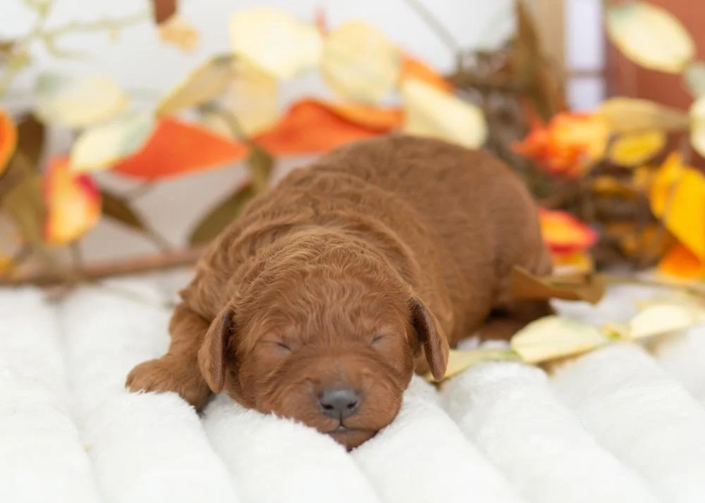 Martha May Goldendoodle for sale(2).jpg
