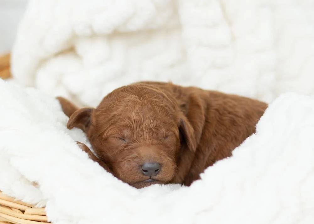 Mrs. Claus Goldendoodle for sale.jpg