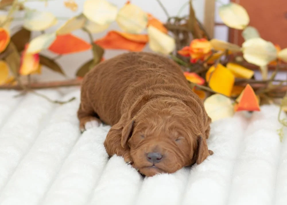 Grinch Goldendoodle for sale(2).jpg