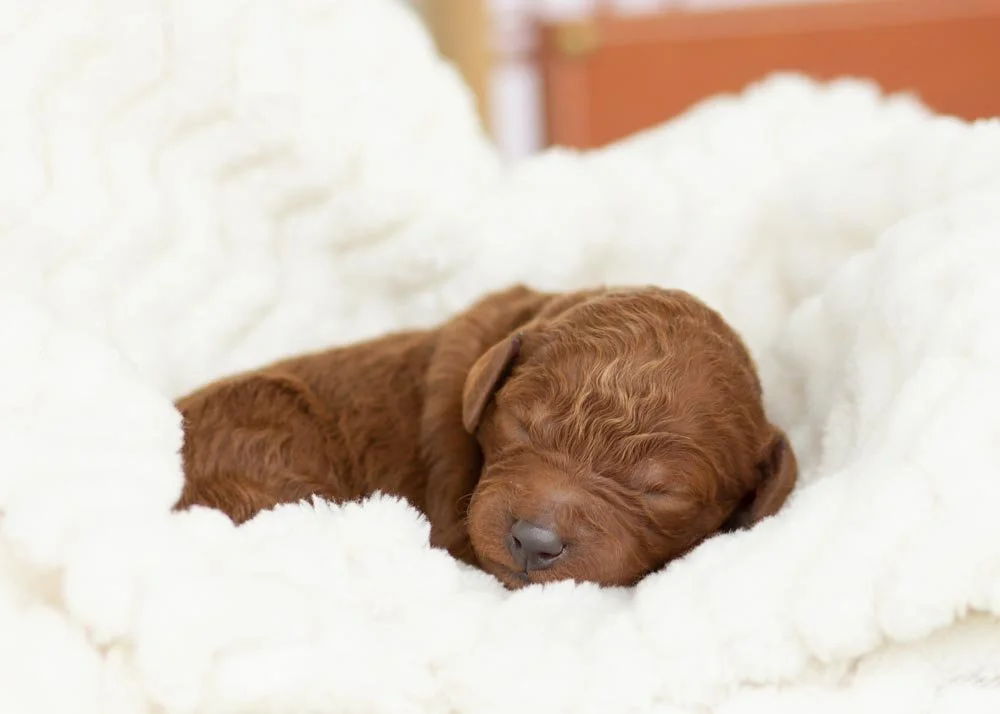 Santa Goldendoodle for sale.jpg