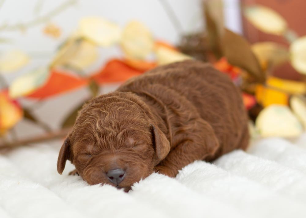 Santa Goldendoodle for sale(1).jpg