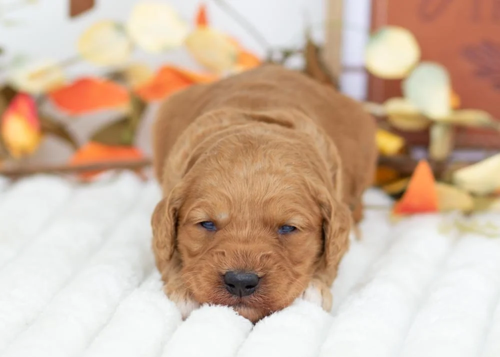 Peanut goldendoodle for sale(2).jpg
