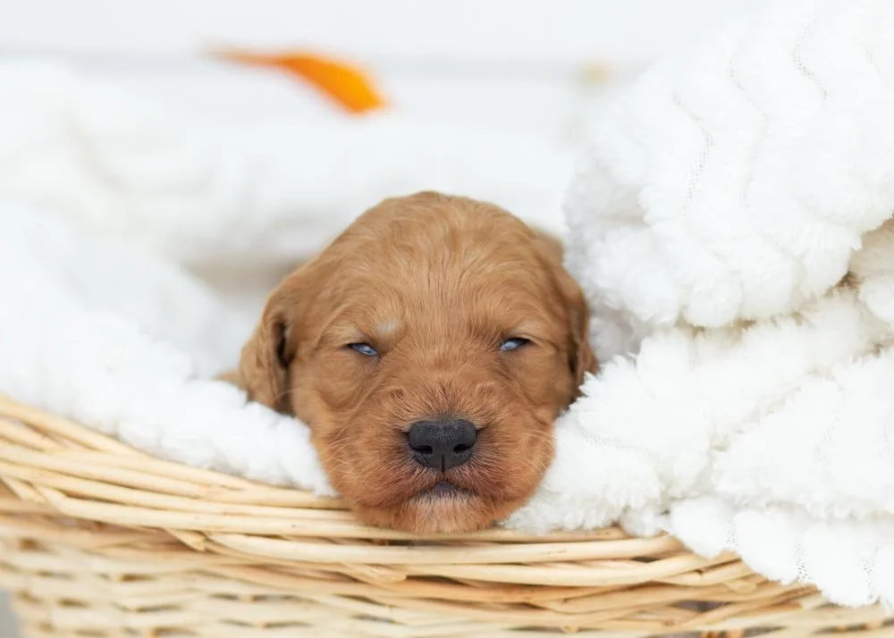 Peanut goldendoodle for sale.jpg