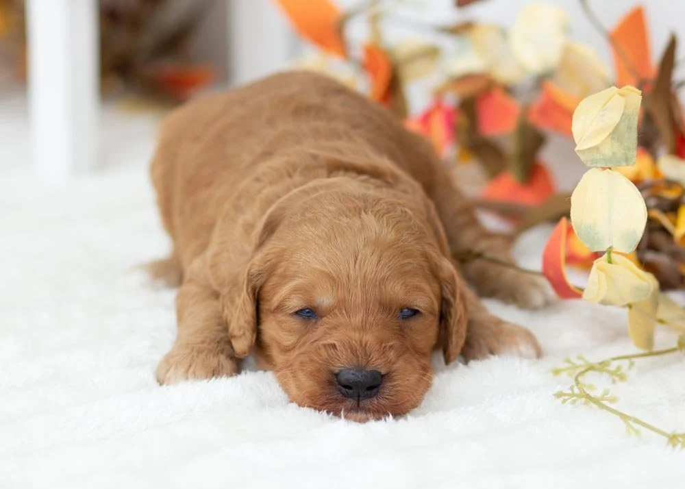 Peanut goldendoodle for sale(3).jpg