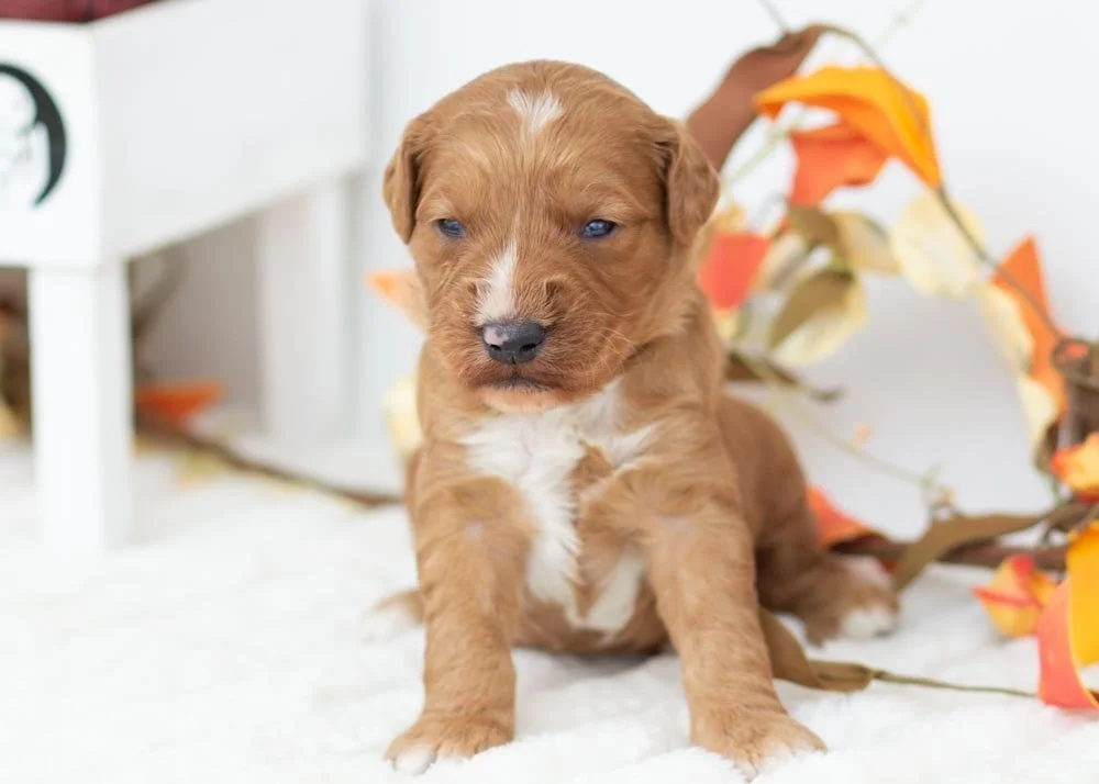 Almond goldendoodle for sale(2).jpg