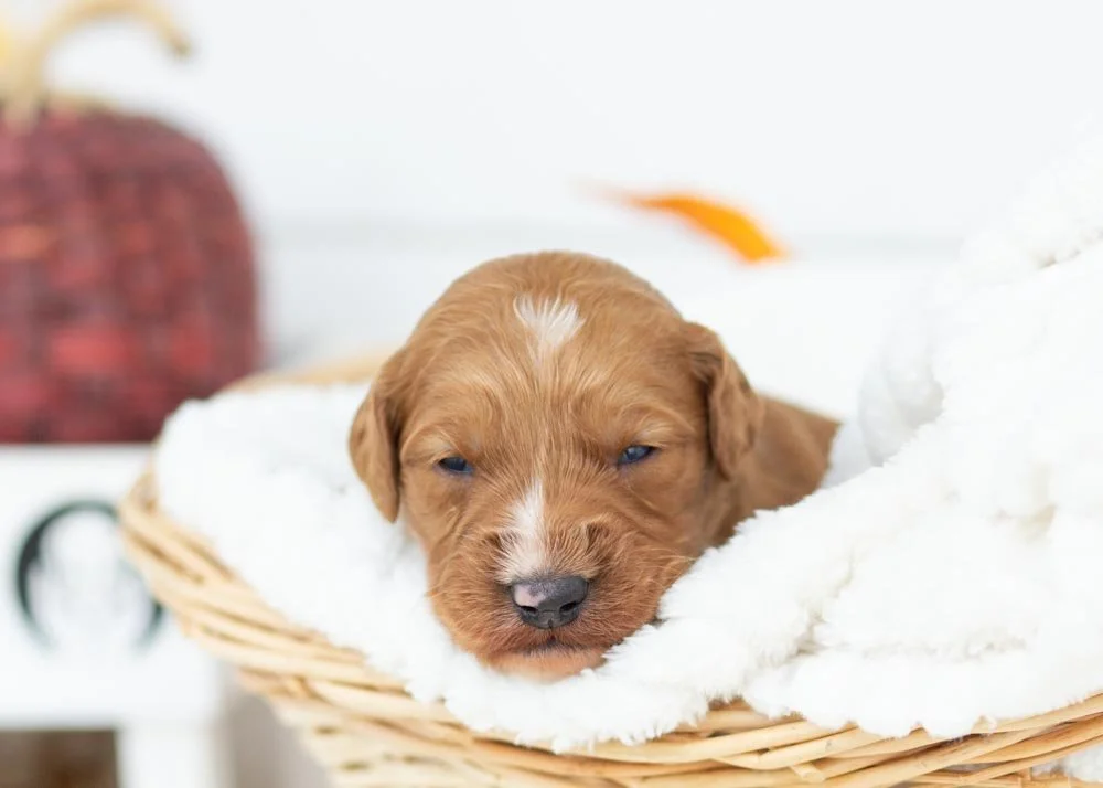 Almond goldendoodle for sale(3).jpg