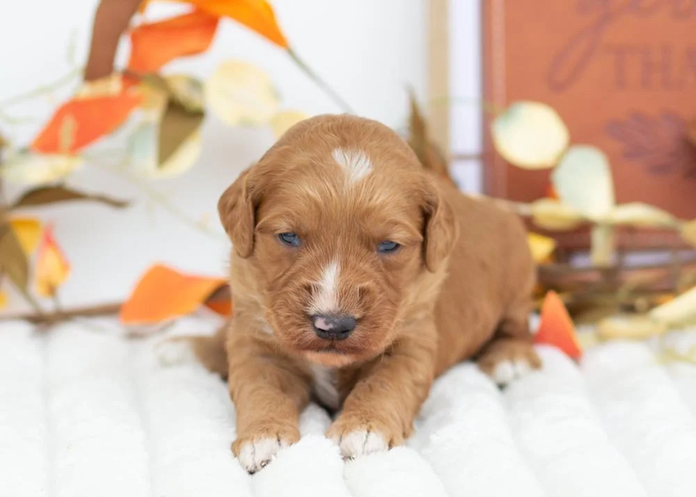 Almond goldendoodle for sale(1).jpg