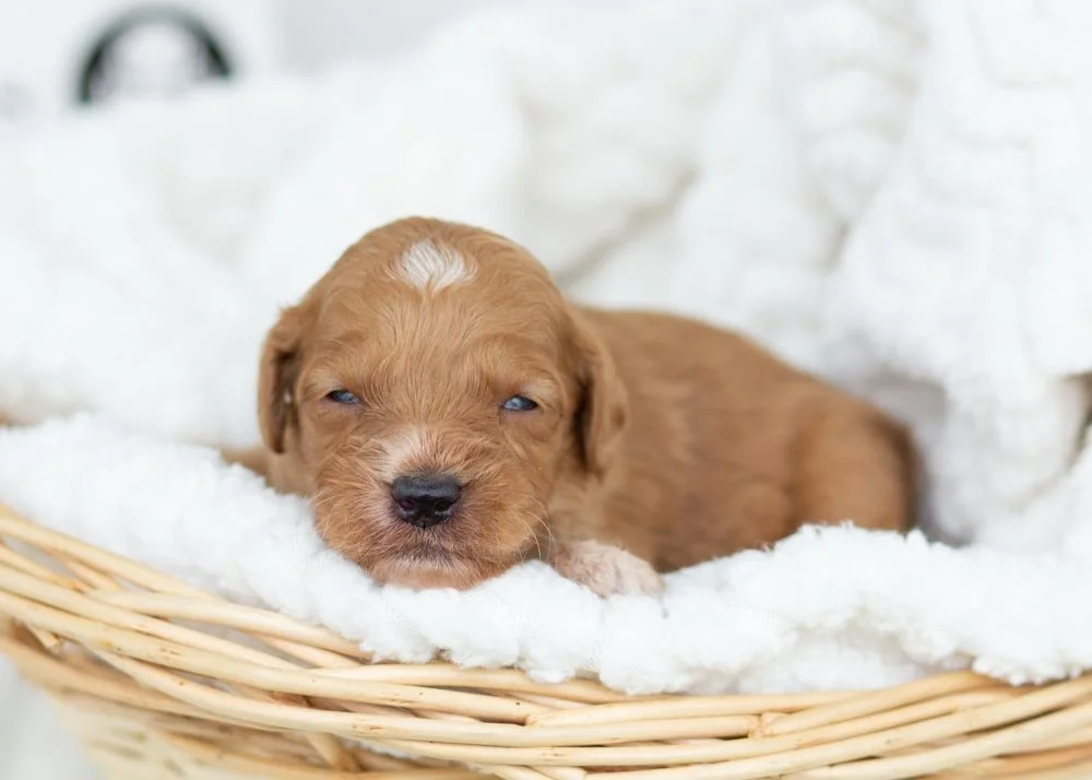 Pecan goldendoodle for sale(4).jpg