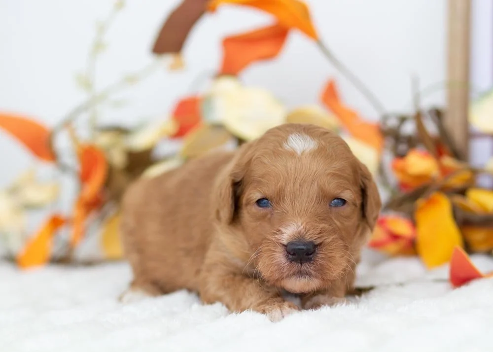 Pecan goldendoodle for sale(2).jpg