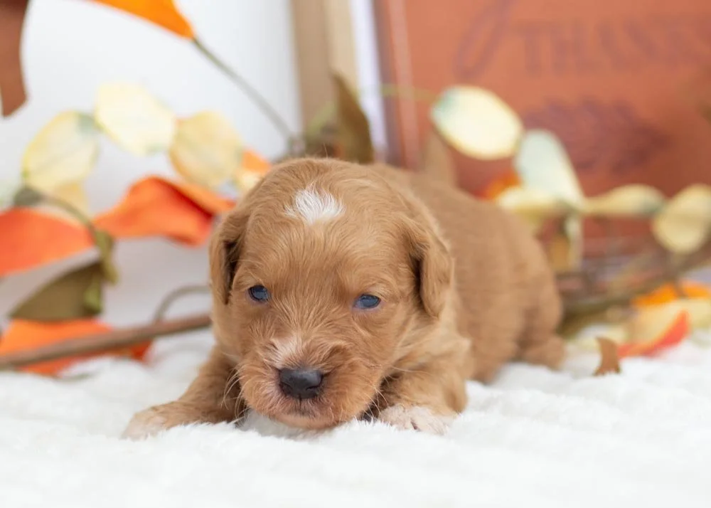 Pecan goldendoodle for sale(3).jpg