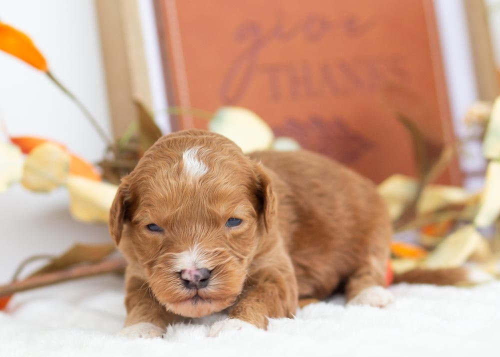 Walnut goldendoodle for sale.jpg