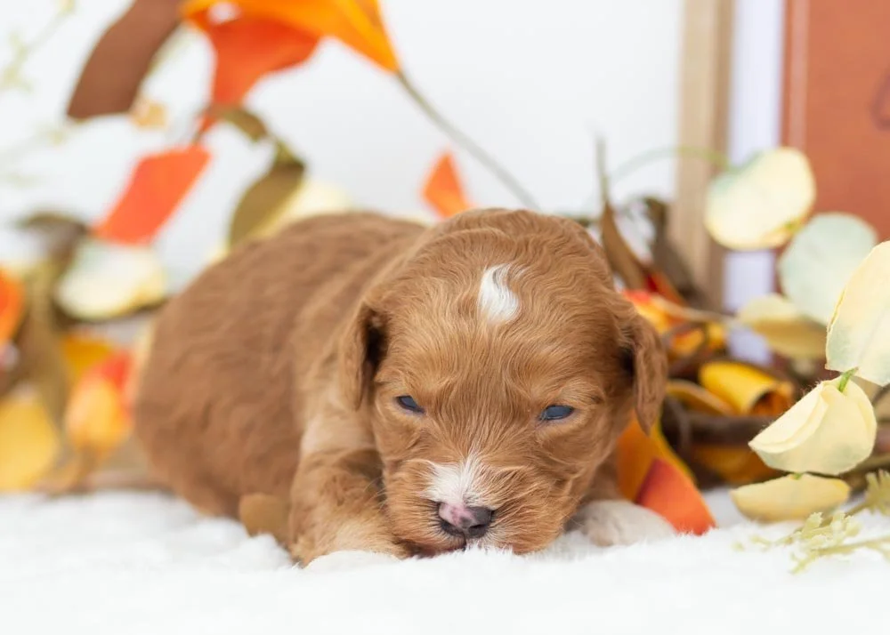 Walnut goldendoodle for sale(2).jpg