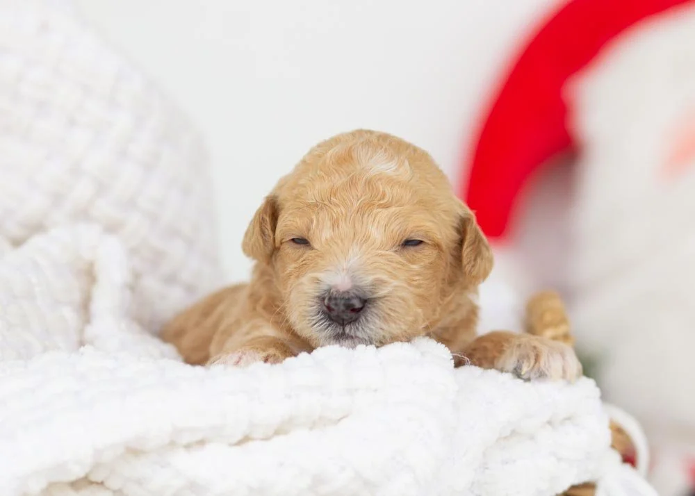Fox goldendoodle for sale.jpg