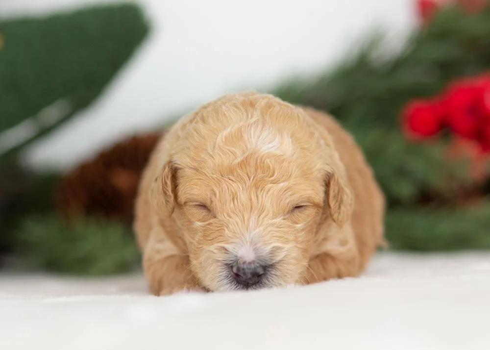 Fox goldendoodle for sale(1).jpg