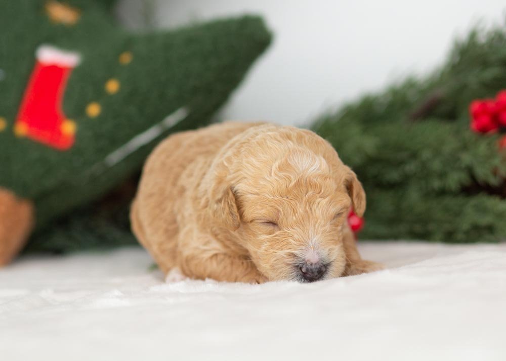Fox goldendoodle for sale(2).jpg