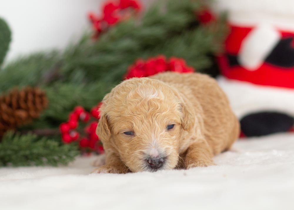 Fox goldendoodle for sale(3).jpg