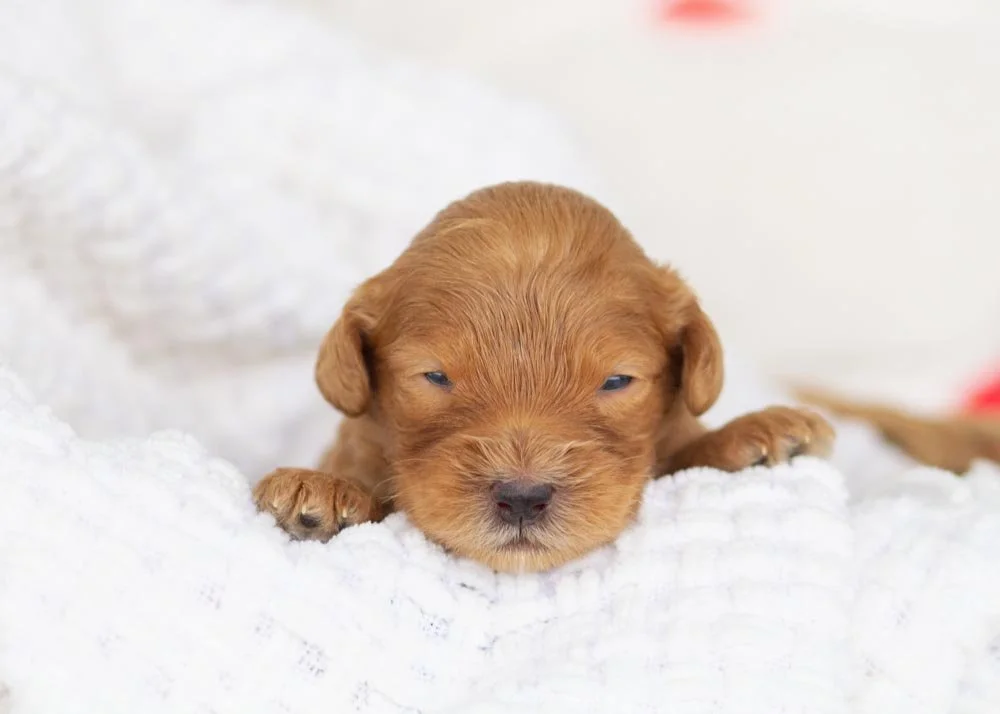 Lynx goldendoodle for sale.jpg