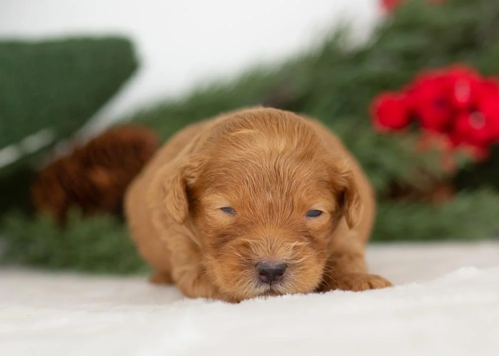Lynx goldendoodle for sale(1).jpg