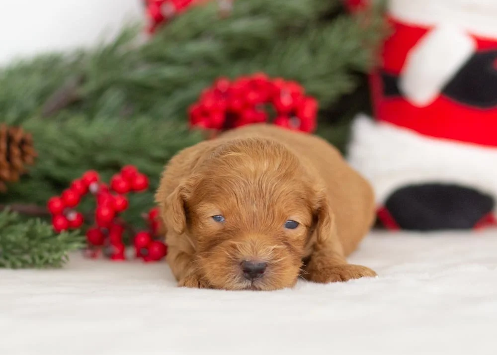Lynx goldendoodle for sale(4).jpg