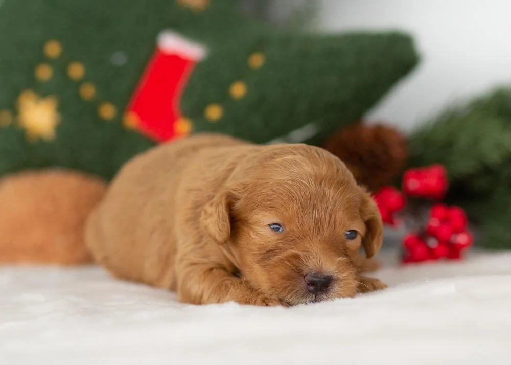 Lynx goldendoodle for sale(2).jpg