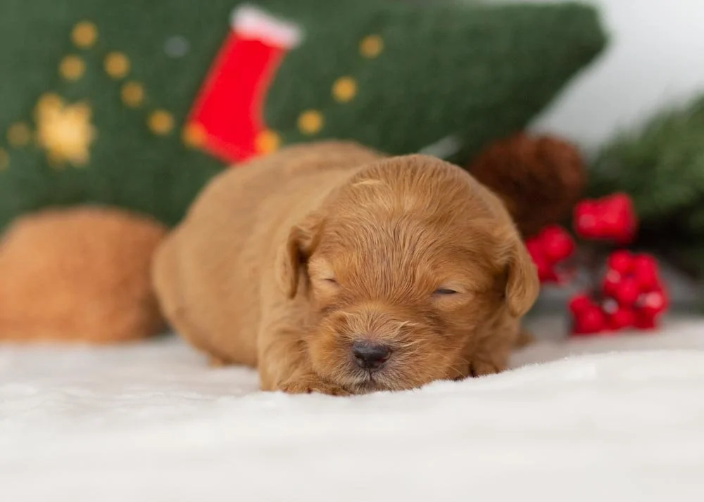Lynx goldendoodle for sale(3).jpg