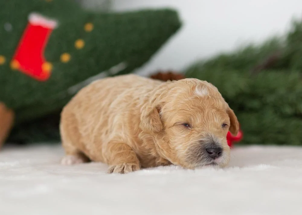 Puffin goldendoodle for sale(1).jpg