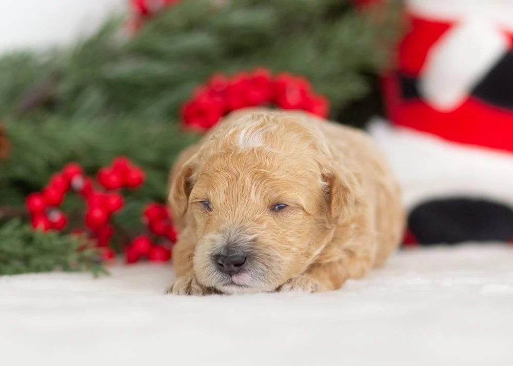 Puffin goldendoodle for sale.jpg