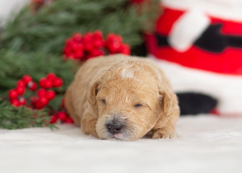 Puffin goldendoodle for sale(3).jpg