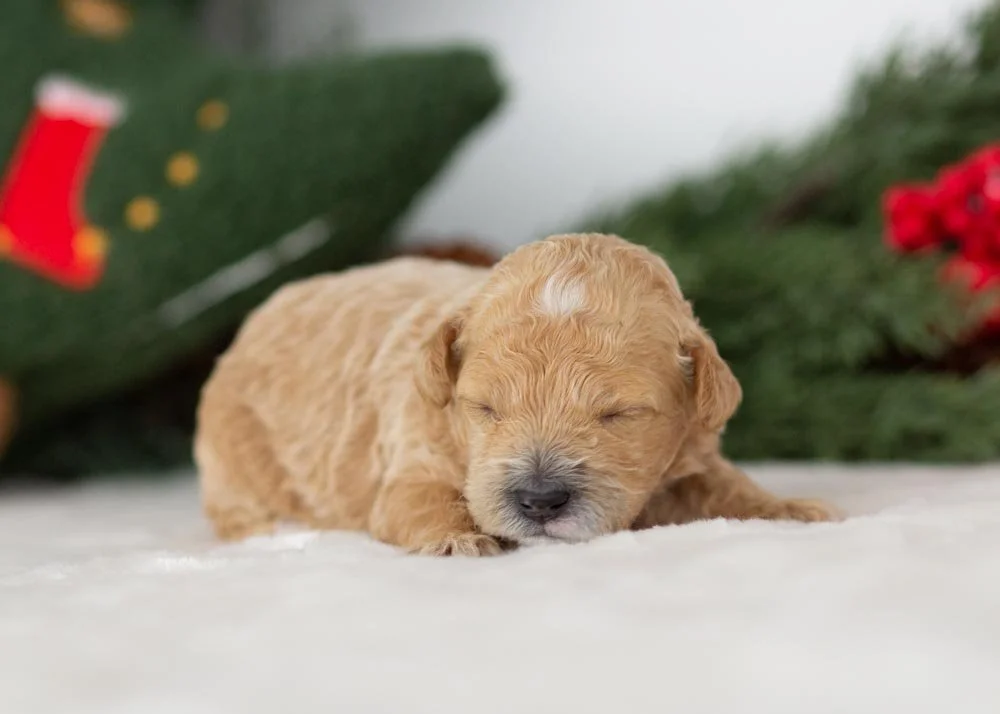 Puffin goldendoodle for sale(2).jpg