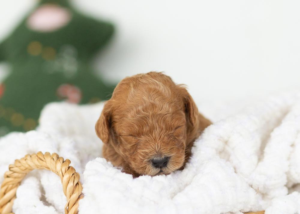 Bear goldendoodle for sale.jpg