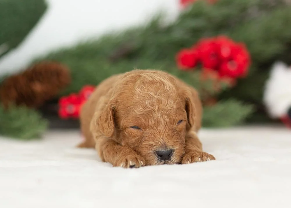 Bear goldendoodle for sale(1).jpg