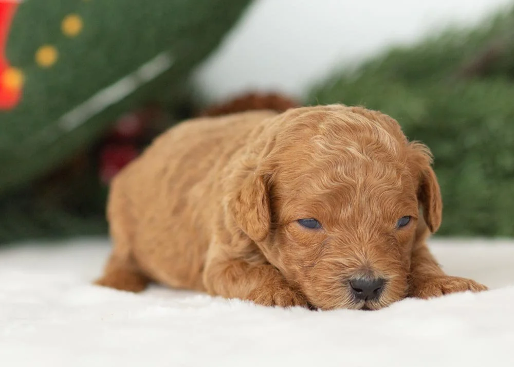 Bear goldendoodle for sale(2).jpg