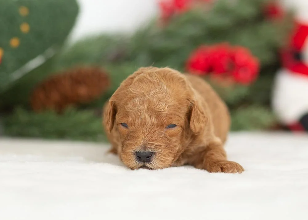 Bear goldendoodle for sale(3).jpg