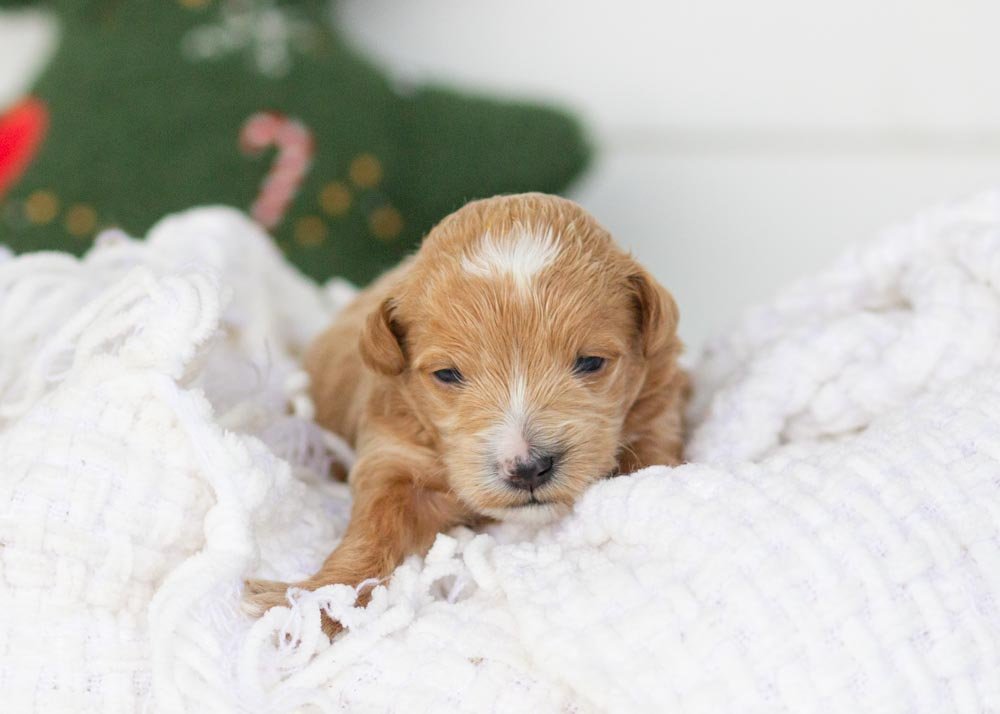 Moose goldendoodle for sale.jpg