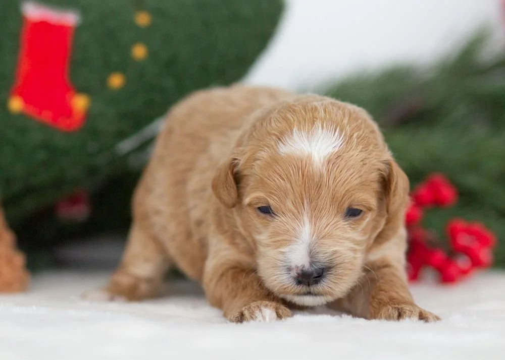 Moose goldendoodle for sale(1).jpg