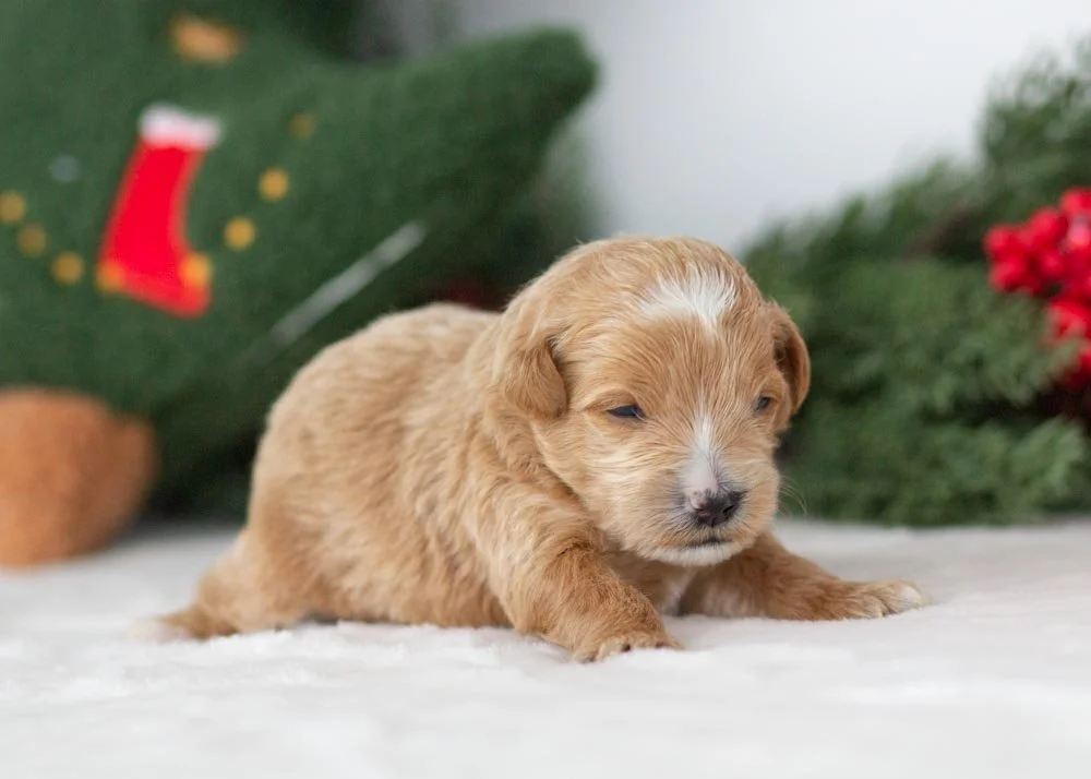 Moose goldendoodle for sale(2).jpg