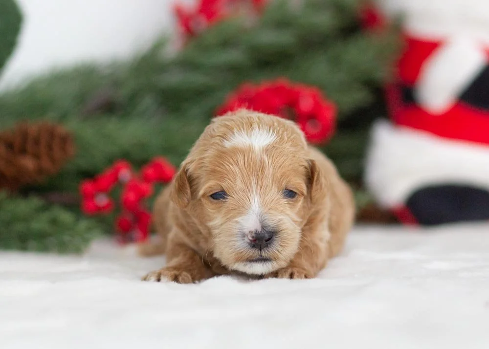 Moose goldendoodle for sale(3).jpg