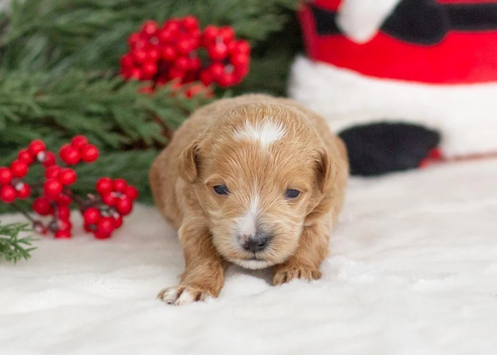 Moose goldendoodle for sale(4).jpg