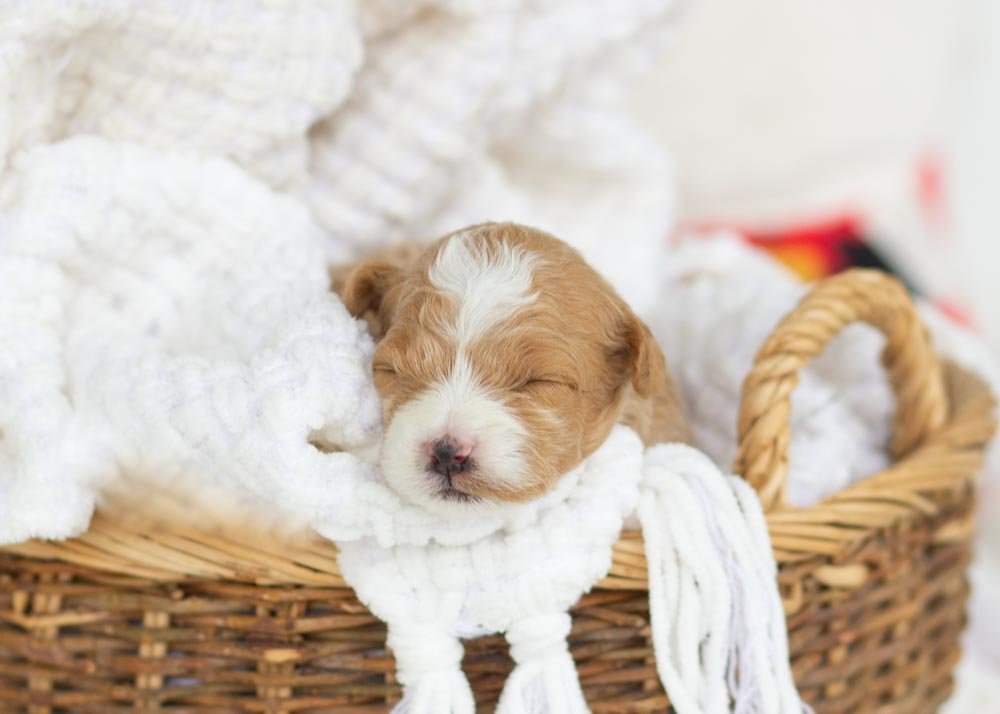 Yeti goldendoodle for sale.jpg