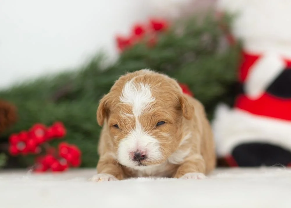 Yeti goldendoodle for sale(1).jpg
