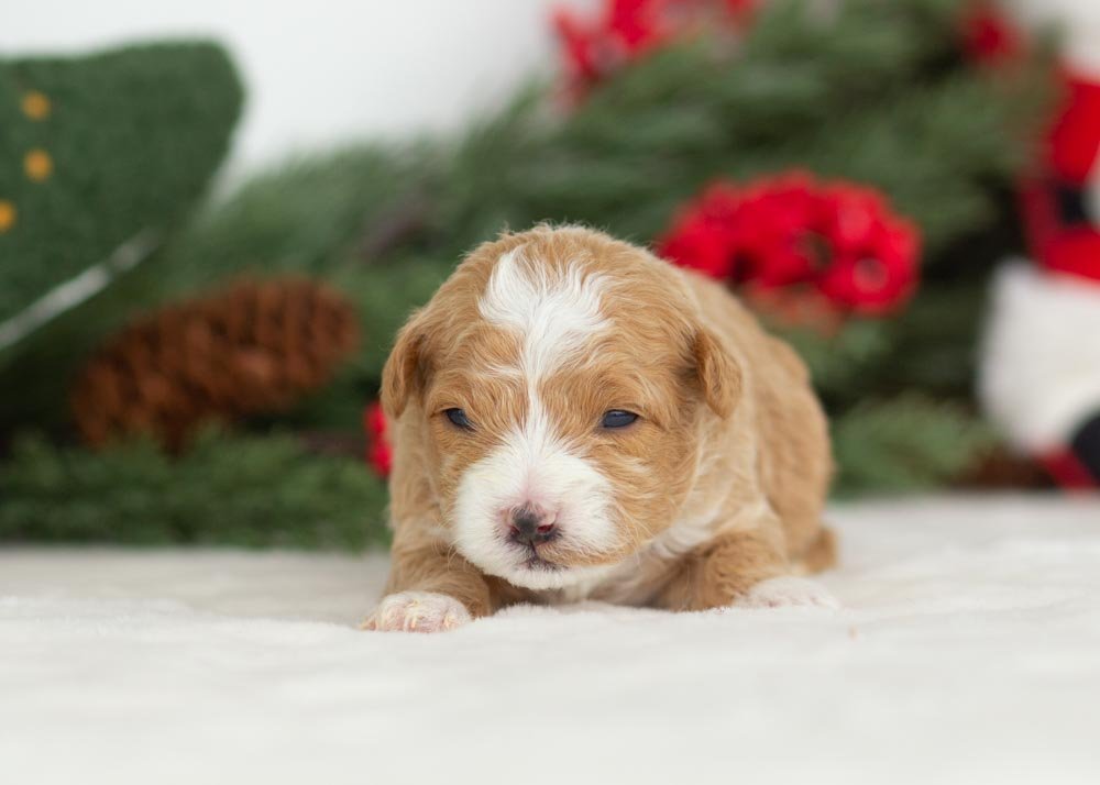 Yeti goldendoodle for sale(3).jpg